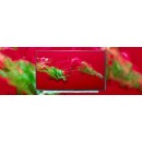 Matryca  do MSI MS-16R5 72% kol